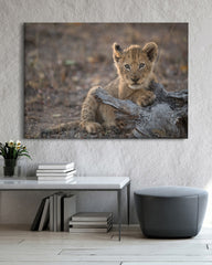 After Hover: Löwen-Baby