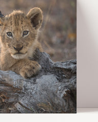 After Hover: Löwen-Baby