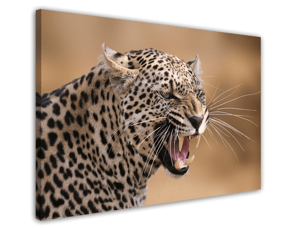 Fauchender Leopard