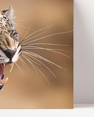 After Hover: Fauchender Leopard