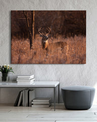 After Hover: Hirsch in Abendstimmung