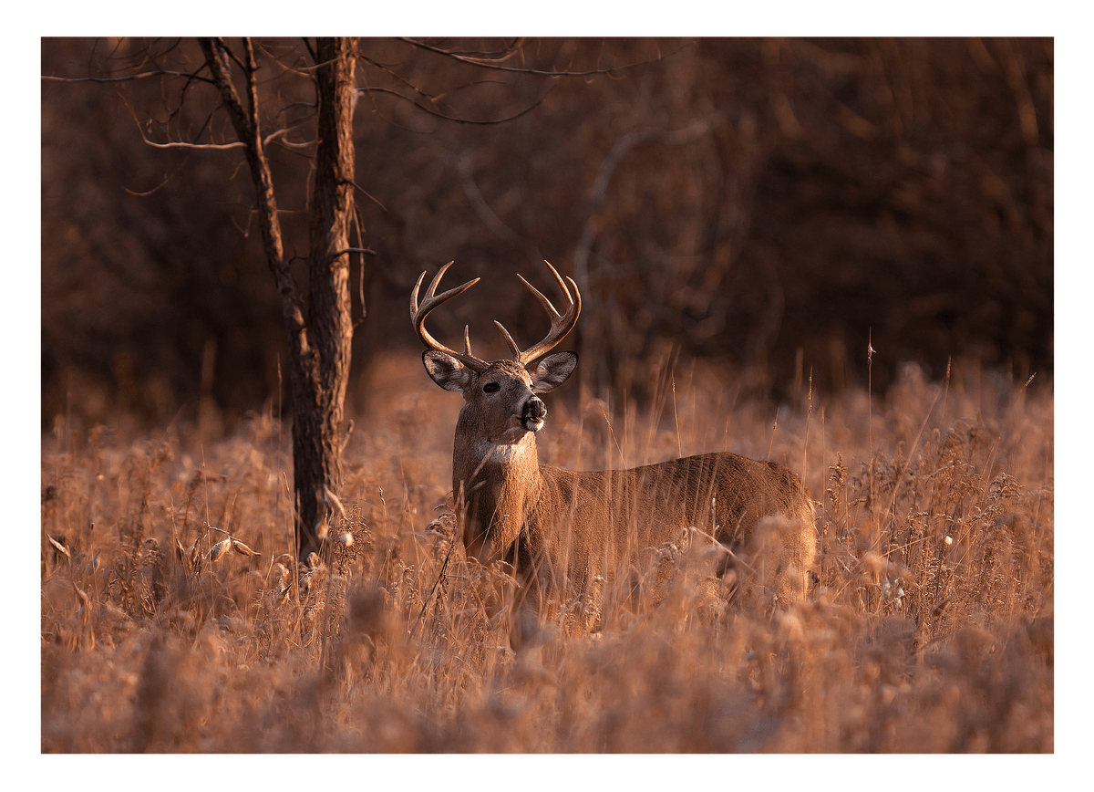 Hirsch in Abendstimmung