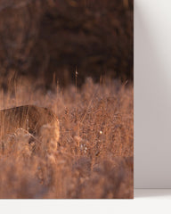 After Hover: Hirsch in Abendstimmung