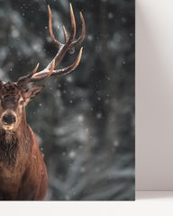 After Hover: Hirsch-Paar im Winter