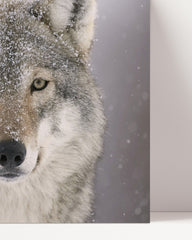 After Hover: Wolf im Schnee