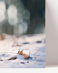 After Hover: Eichhörnchen im Schnee