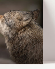 After Hover: Liebkosende Wölfe