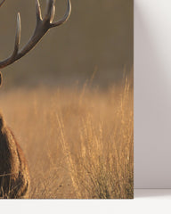 After Hover: Hirsch im hohen Gras