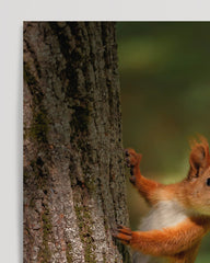 After Hover: Eichhörnchen am Baum