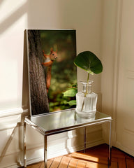 After Hover: Eichhörnchen am Baum