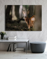 After Hover: Rehbock im Wald