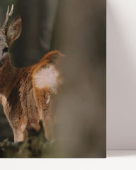 After Hover: Rehbock im Wald