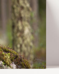 After Hover: Dachs im Wald