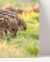 After Hover: Wildschwein Frischlinge