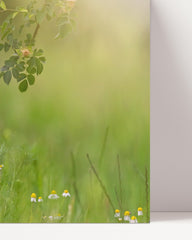 After Hover: Dachs in einer Blumenwiese