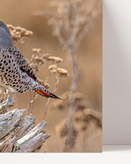 After Hover: Vogel im Sommer