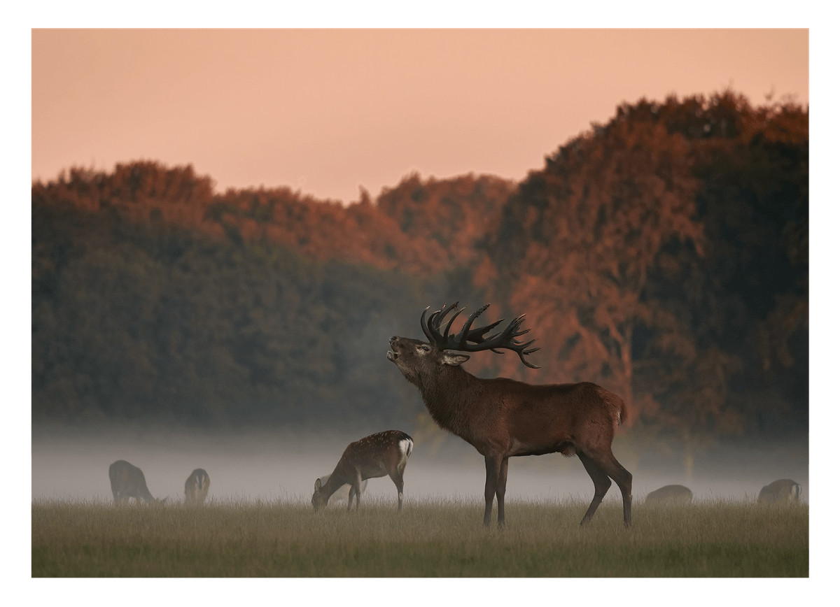 Röhrender Hirsch