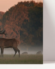 After Hover: Röhrender Hirsch