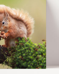 After Hover: Eichhörnchen