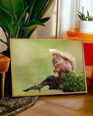 After Hover: Eichhörnchen