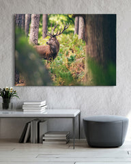 After Hover: Hirsch im Wald