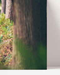 After Hover: Hirsch im Wald