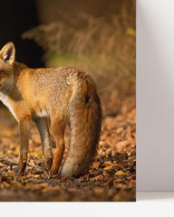 After Hover: Fuchs im Blätterwald