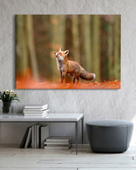 After Hover: Fuchs im Wald - Tier Fotografie