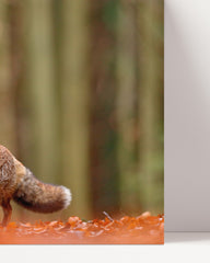 After Hover: Fuchs im Wald - Tier Fotografie