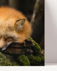 After Hover: Schlafender Fuchs