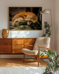 After Hover: Schlafender Fuchs