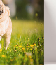 After Hover: Rennender Mops