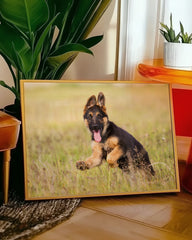 After Hover: Süßer Schäferhund-Welpe