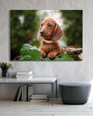 After Hover: Dackel-Welpe