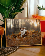 After Hover: Jack Russel Terrier im Laub