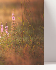 After Hover: Shiba Inu in Blumenwiese