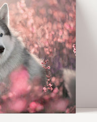 After Hover: Husky in Blumenwiese