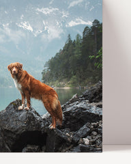 After Hover: Hund in Berglandschaft