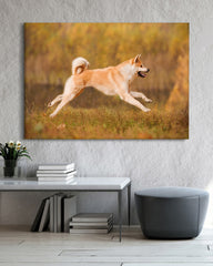 After Hover: Rennender Akita Inu