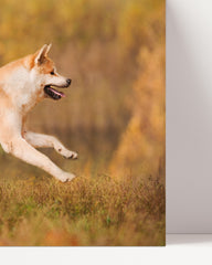 After Hover: Rennender Akita Inu