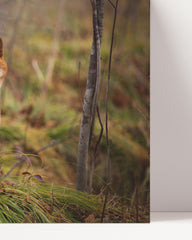 After Hover: Shiba Inu im Wald