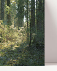 After Hover: Hund im Wald