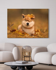 After Hover: Shiba Inu im Laub