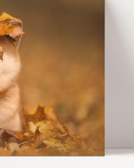 After Hover: Shiba Inu im Laub