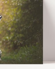 After Hover: Dalmatiner im Wald