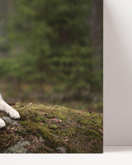 After Hover: Husky im Wald