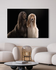 After Hover: Afghanen-Windhunde