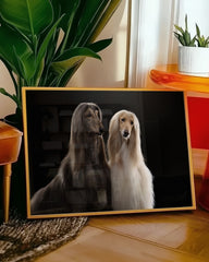 After Hover: Afghanen-Windhunde