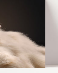 After Hover: Eleganter Afghanen-Windhund