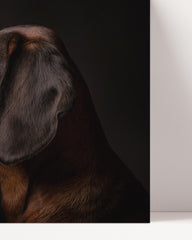 After Hover: Bayerischer Gebirgsschweißhund - Jagdhund